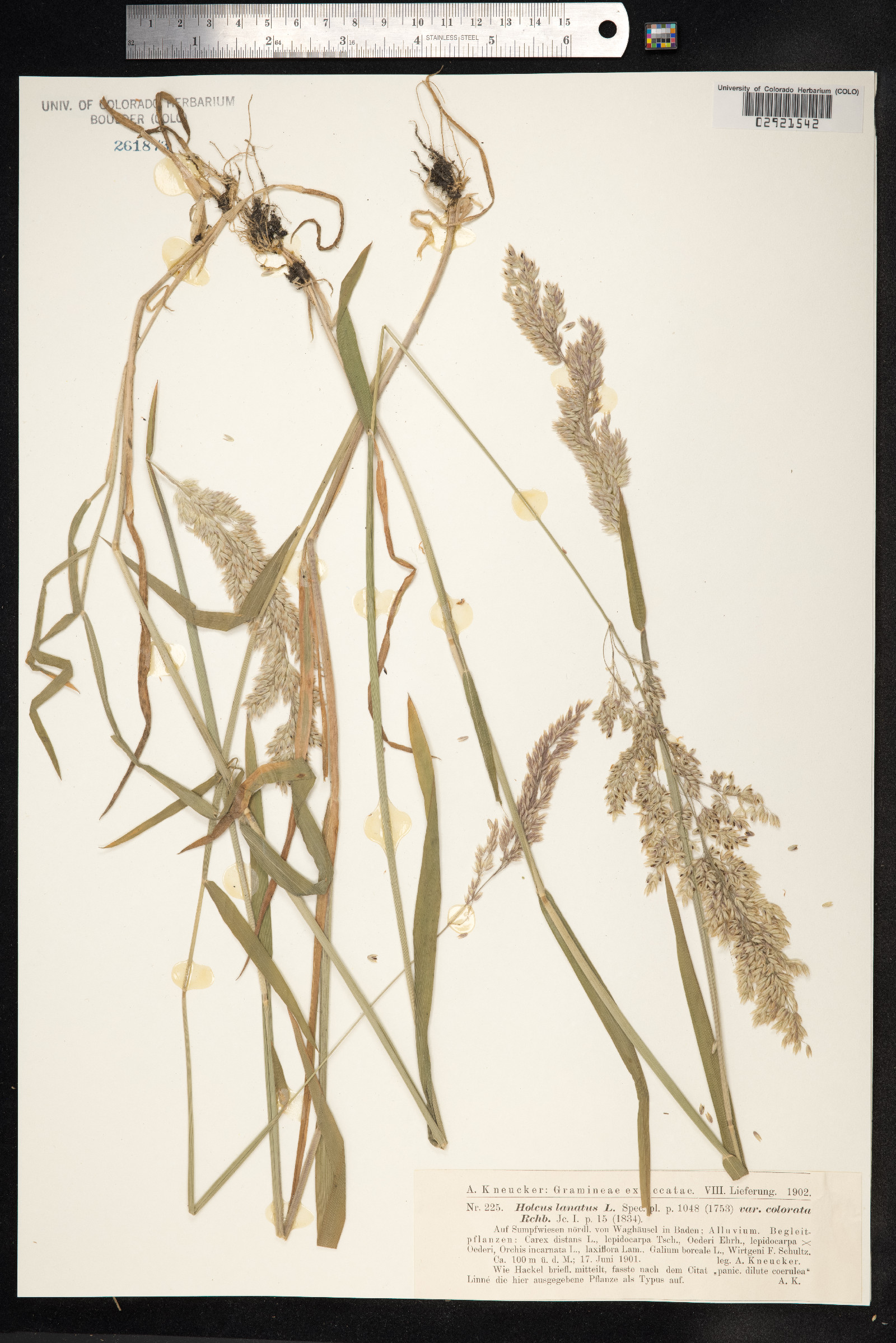 Holcus lanatus image