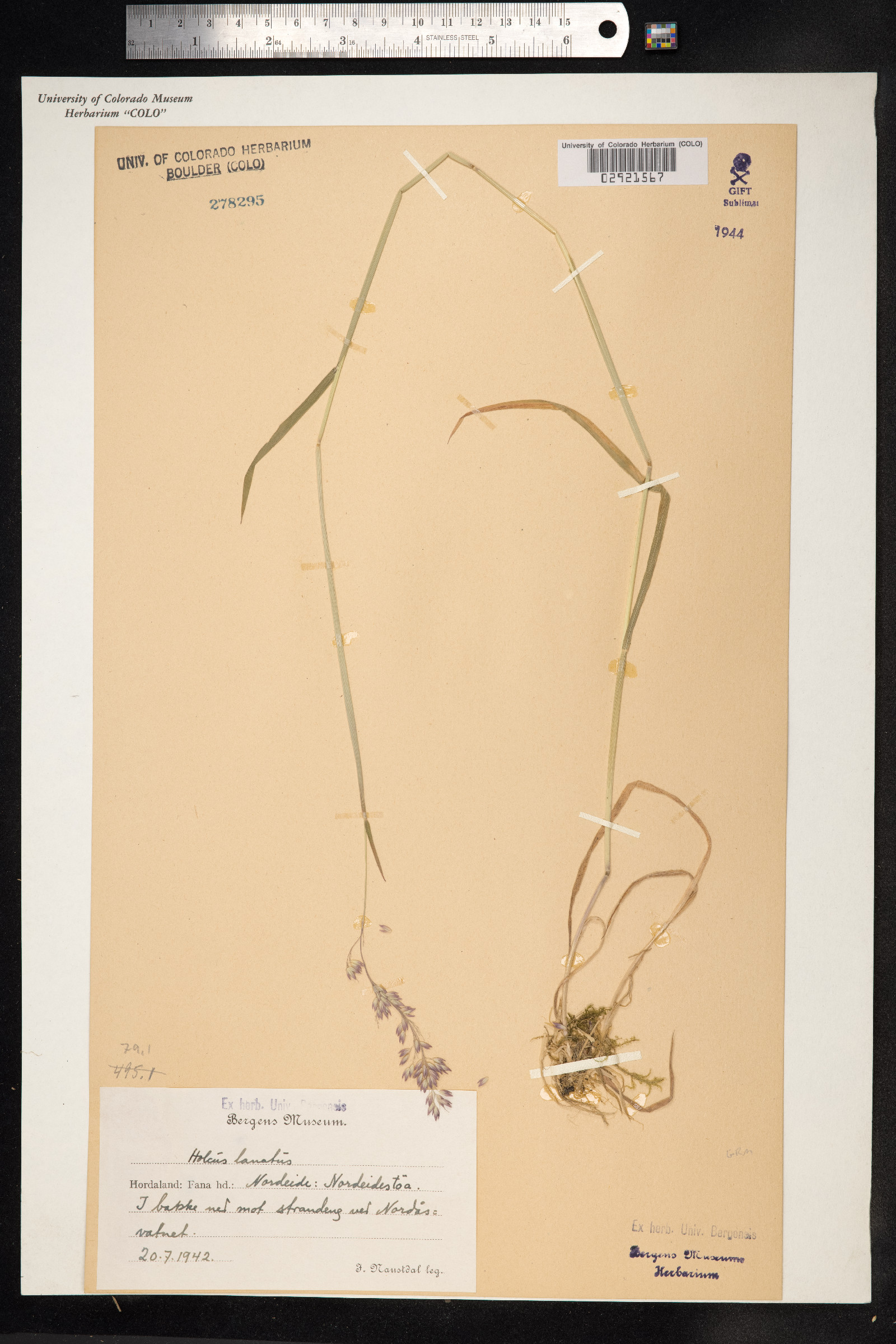 Holcus lanatus image