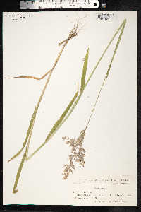 Holcus lanatus image