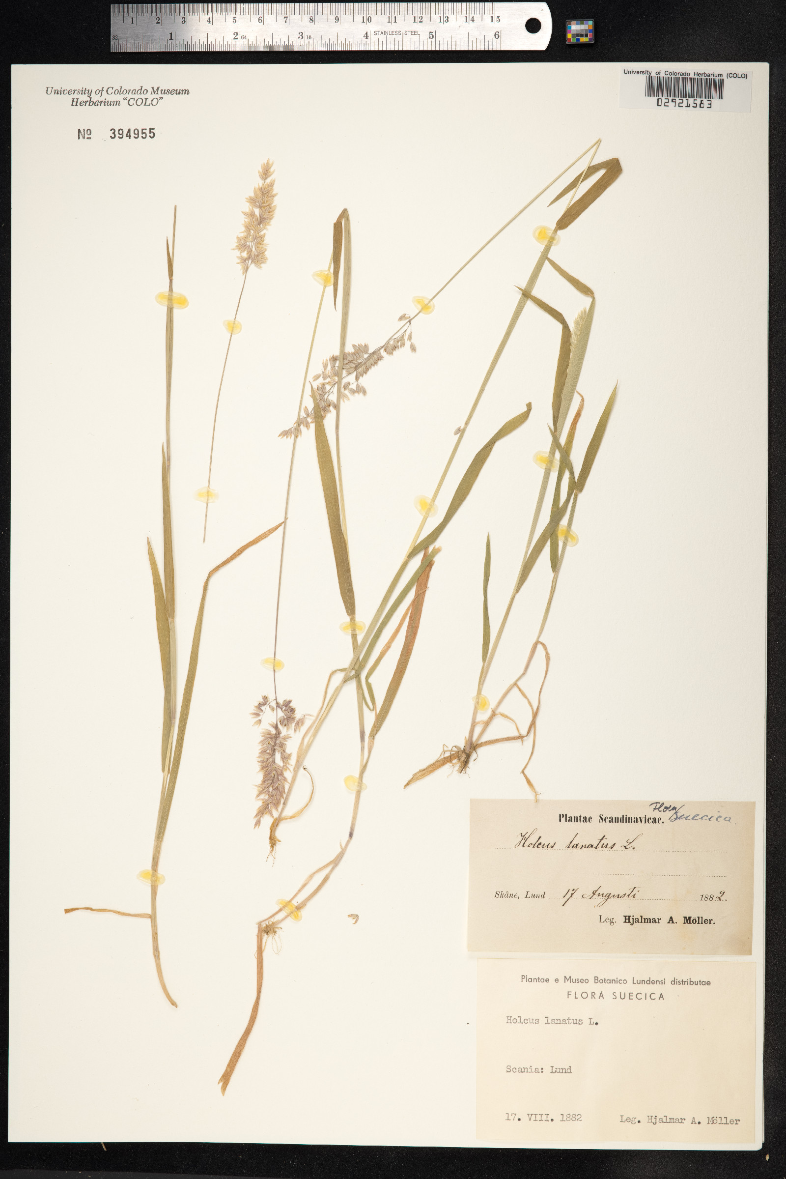 Holcus lanatus image