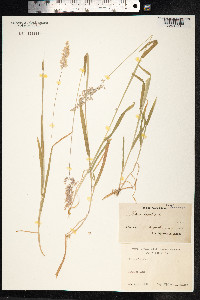 Holcus lanatus image