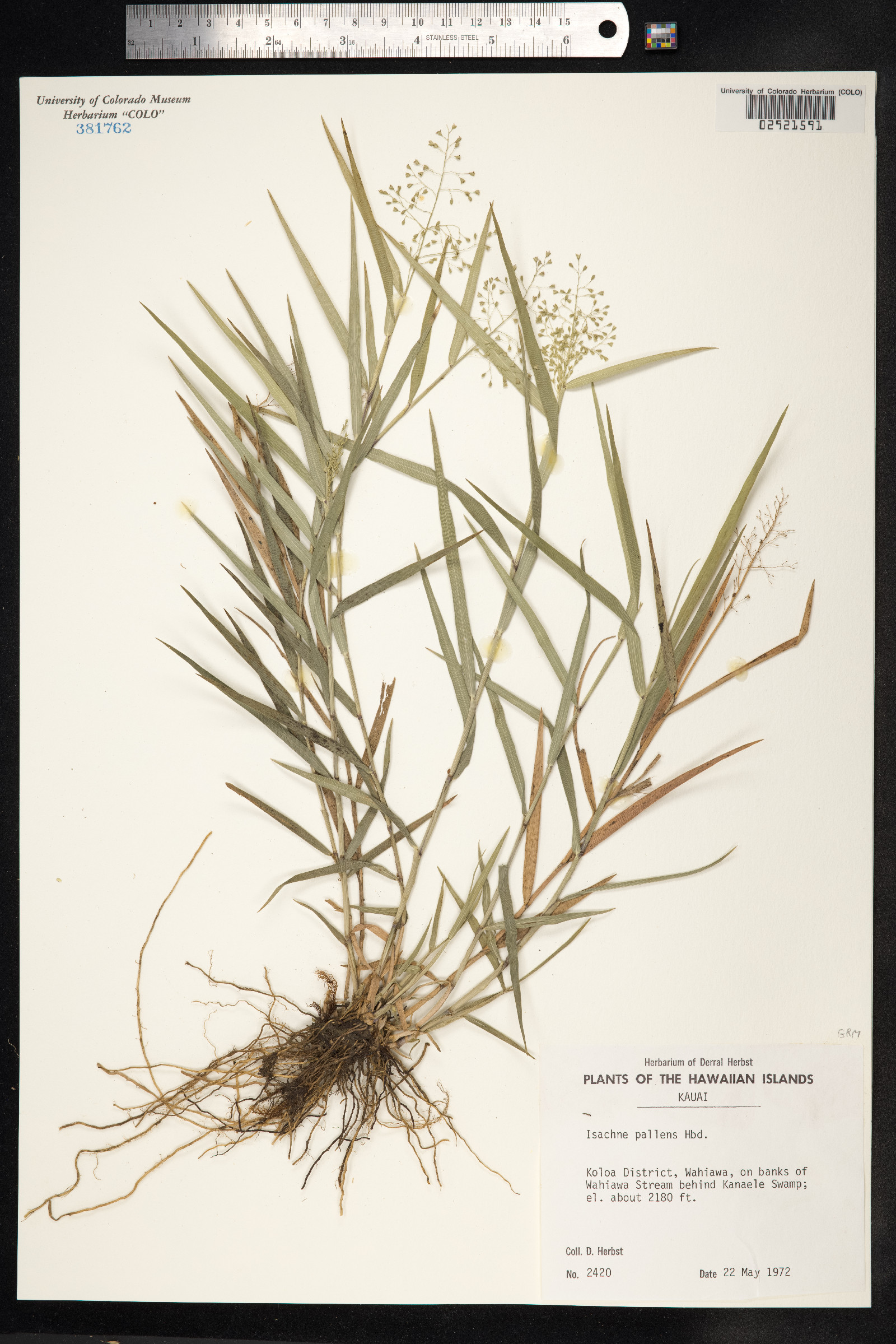 Isachne pallens image
