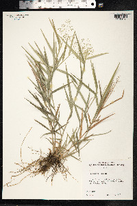 Image of Isachne pallens