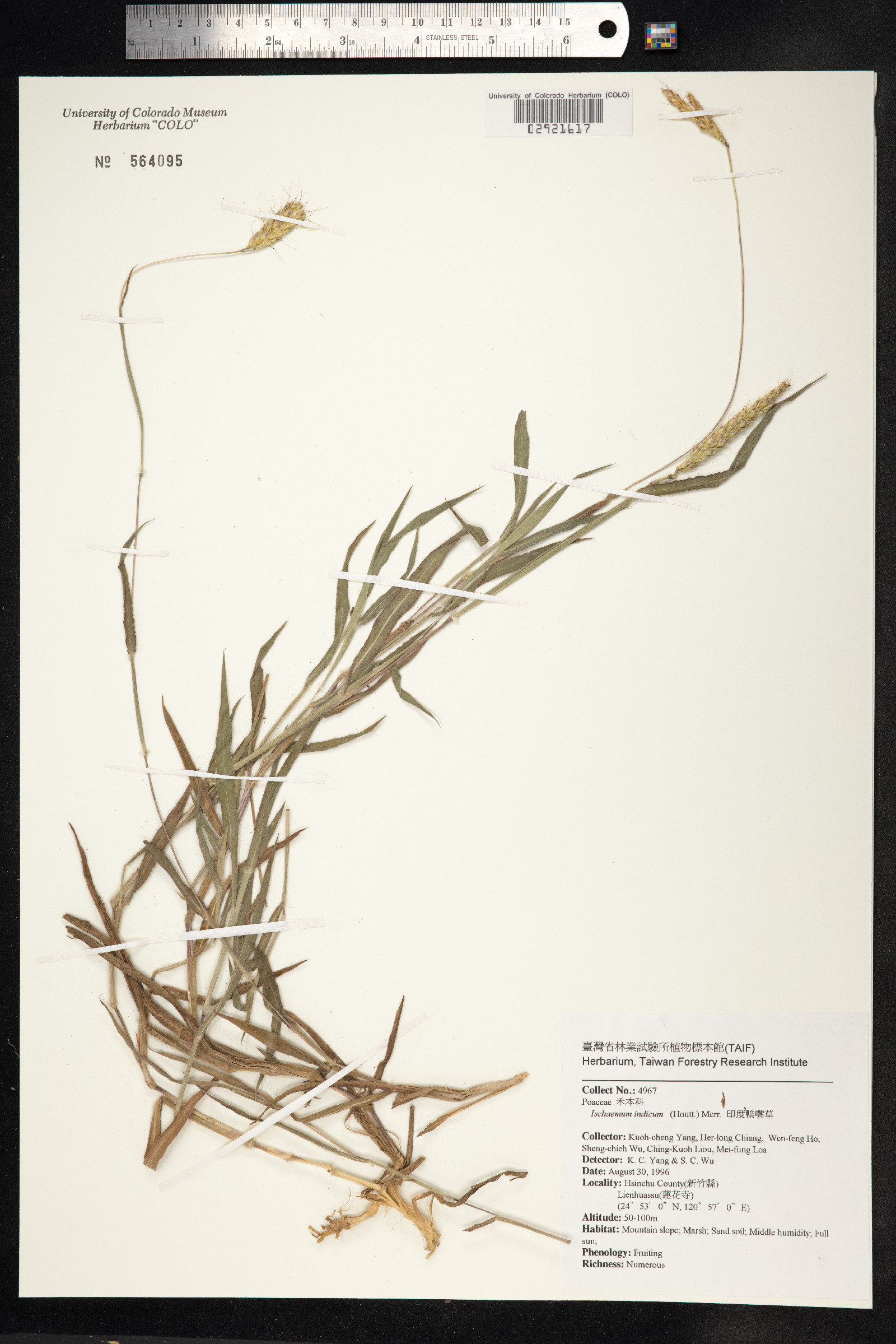 Polytrias indica image