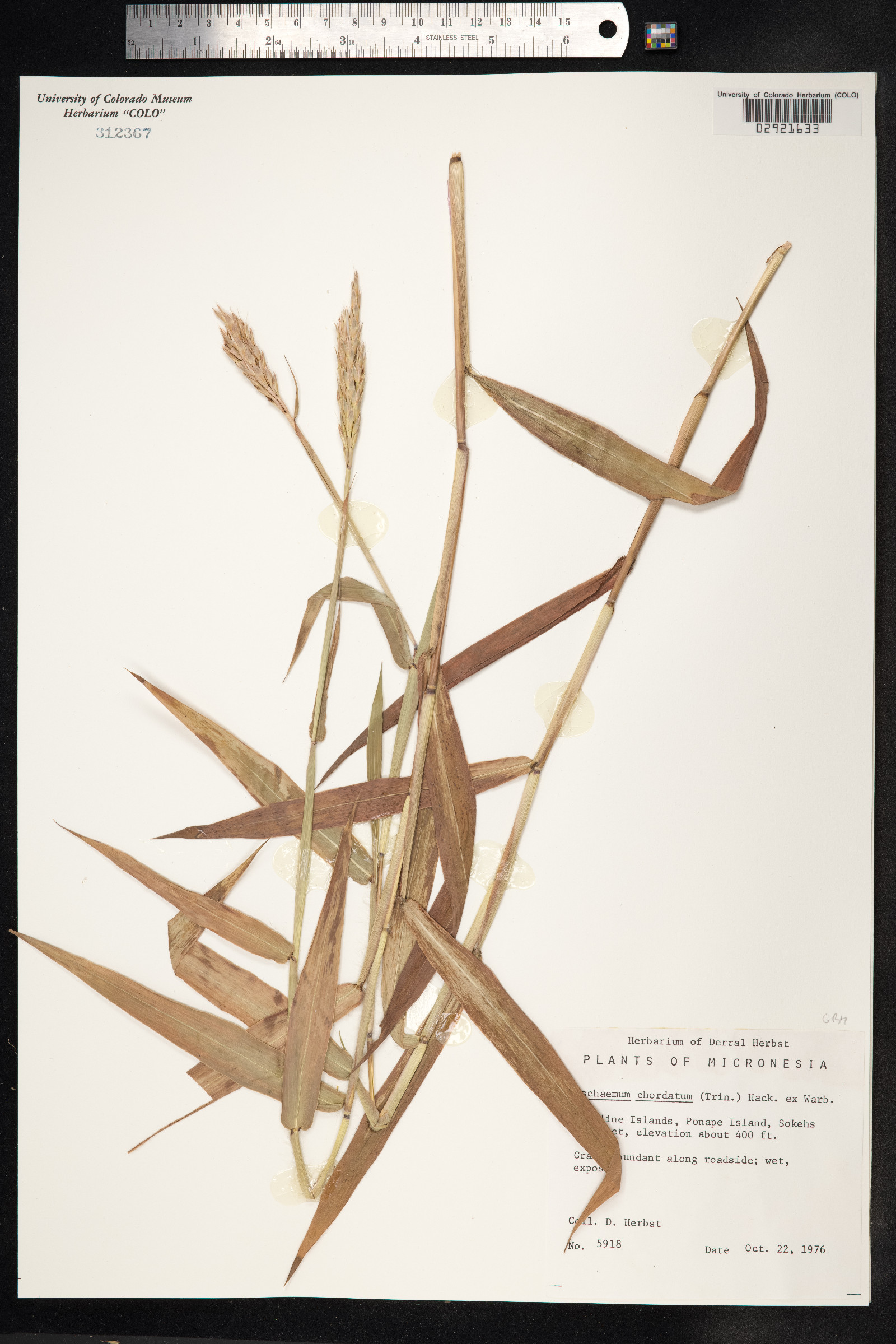 Ischaemum chordatum image