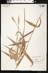 Image of Ischaemum chordatum