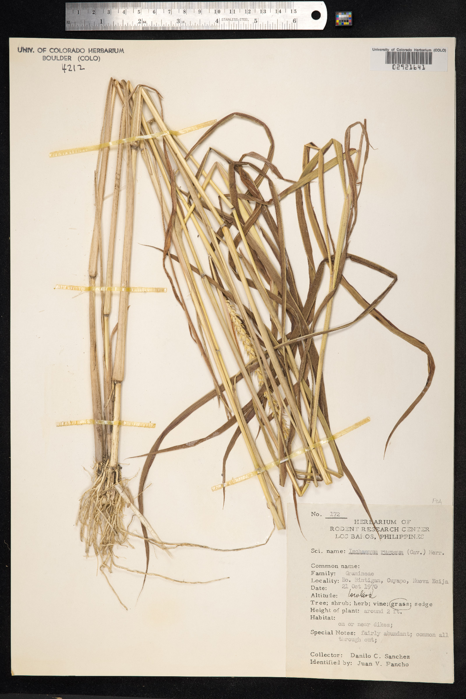 Ischaemum rugosum image