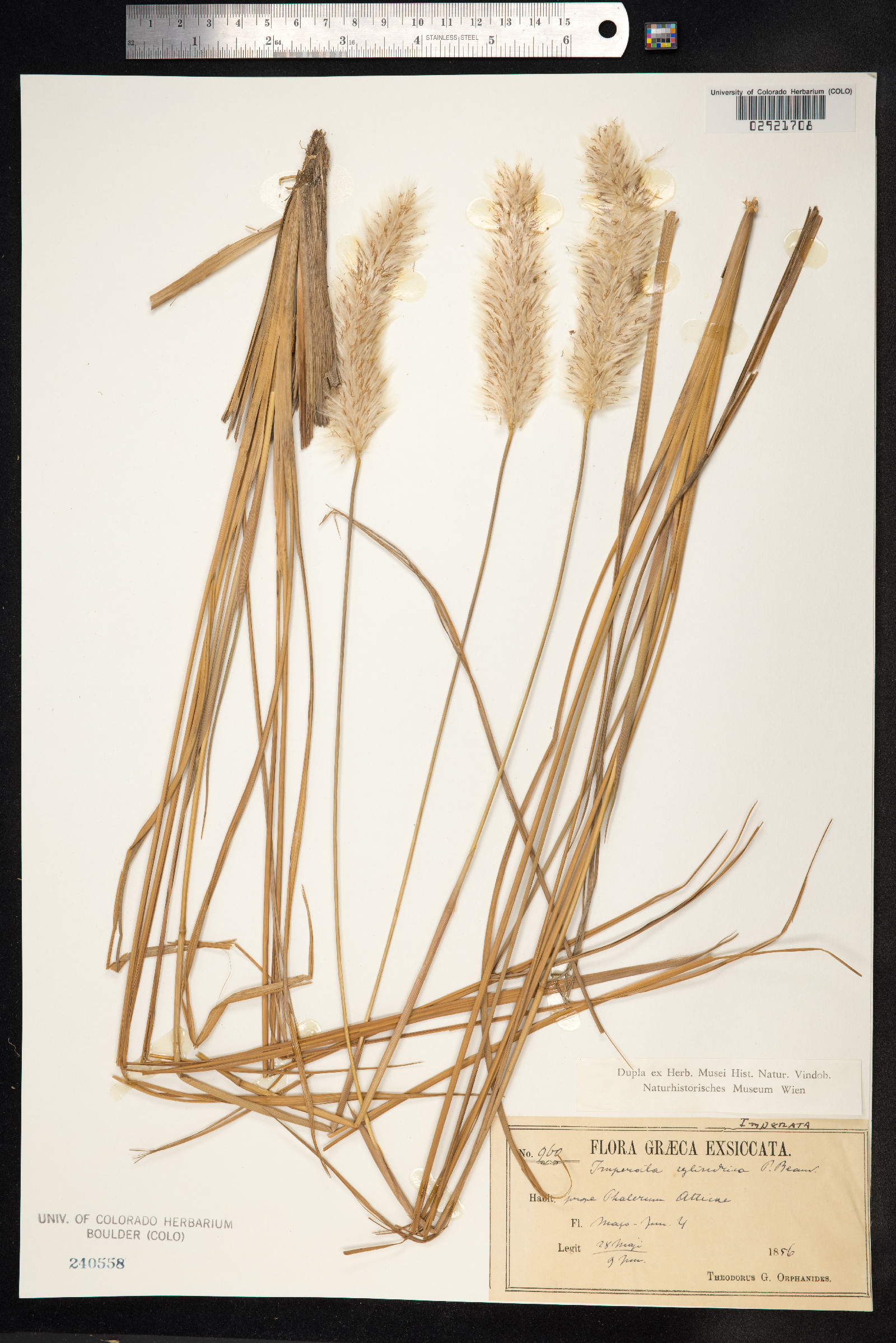 Imperata cylindrica image
