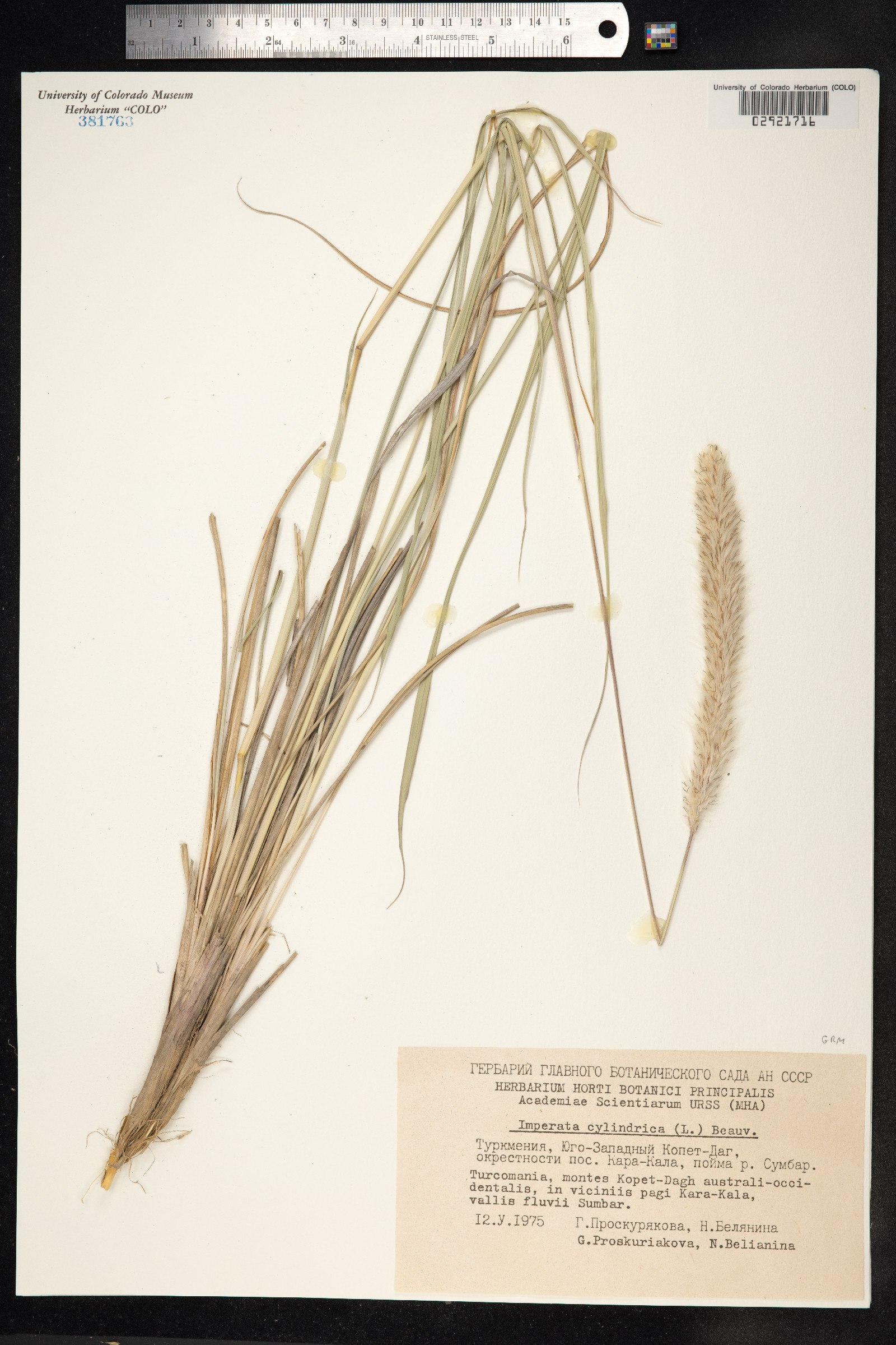 Imperata image