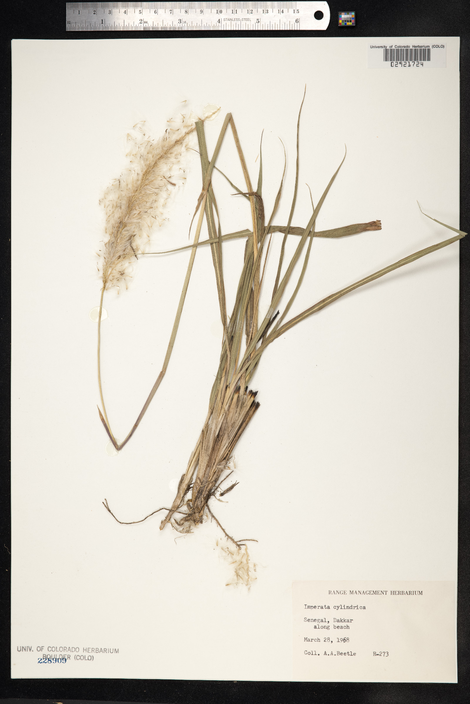 Imperata cylindrica image