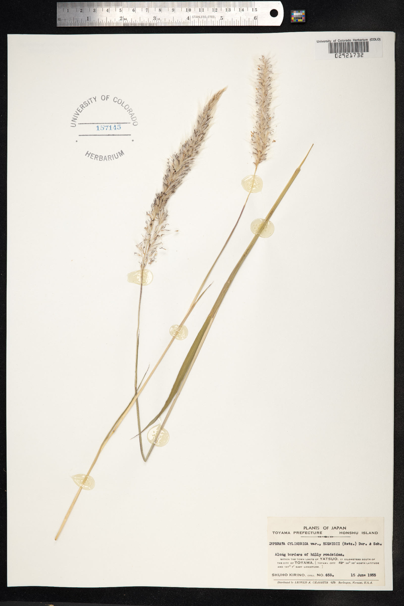 Imperata cylindrica image