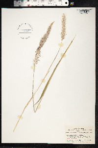 Imperata cylindrica image