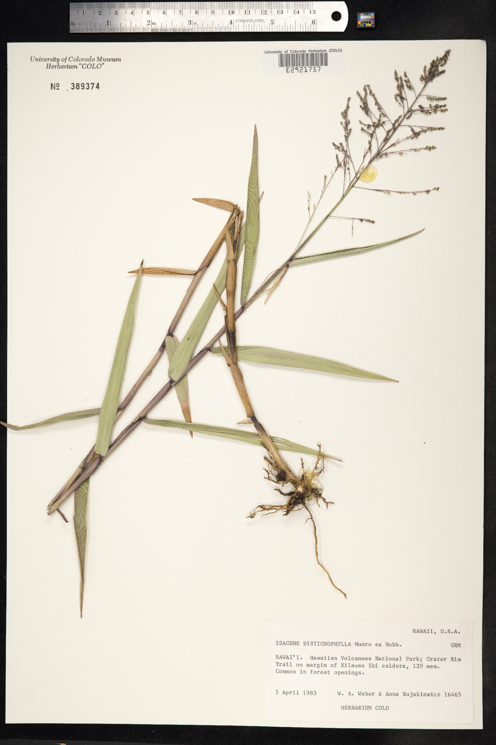 Isachne distichophylla image
