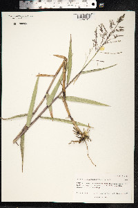 Isachne distichophylla image