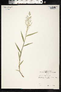 Image of Isachne distichophylla