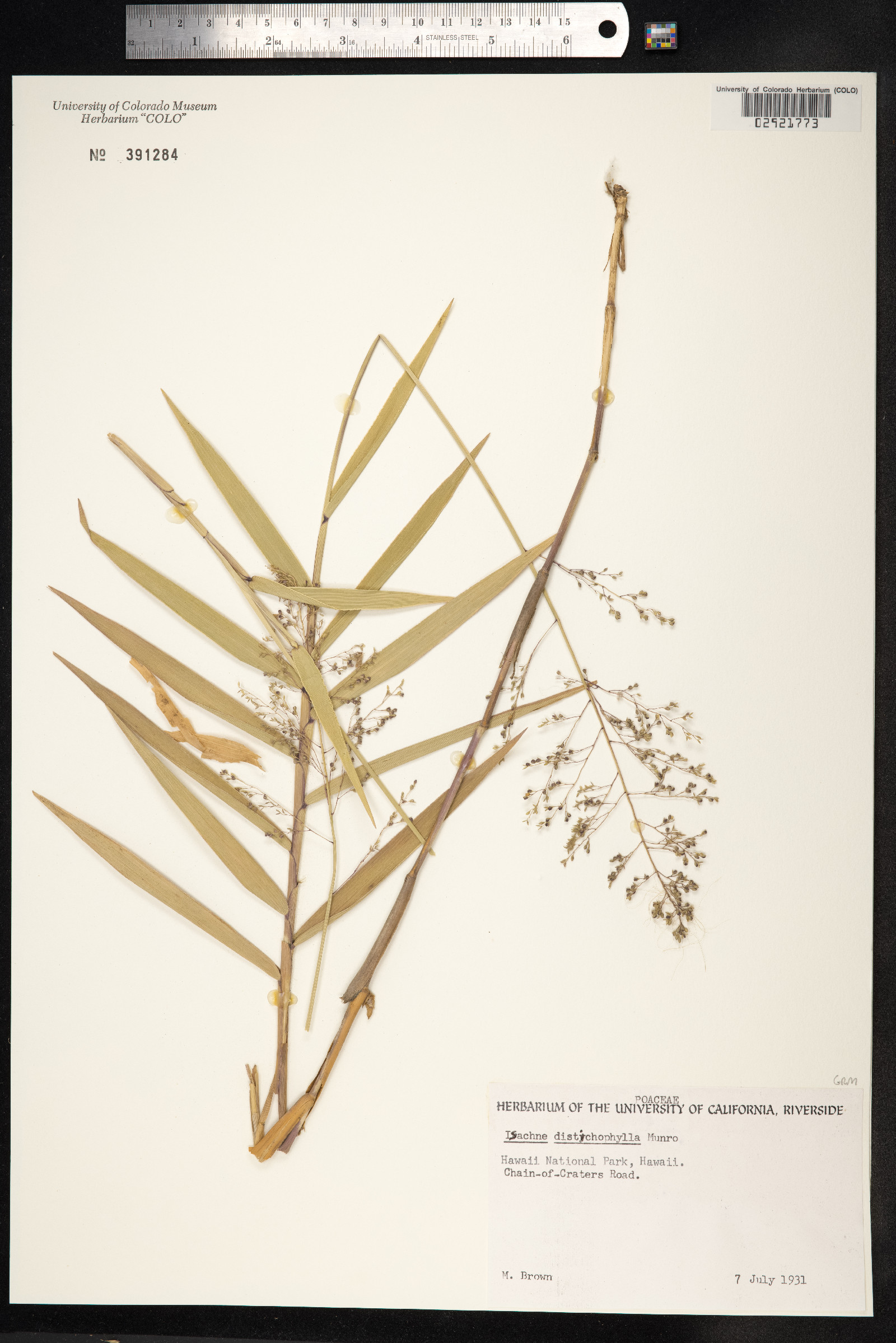 Isachne distichophylla image
