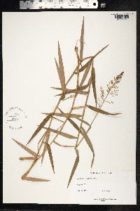 Image of Isachne angustifolia