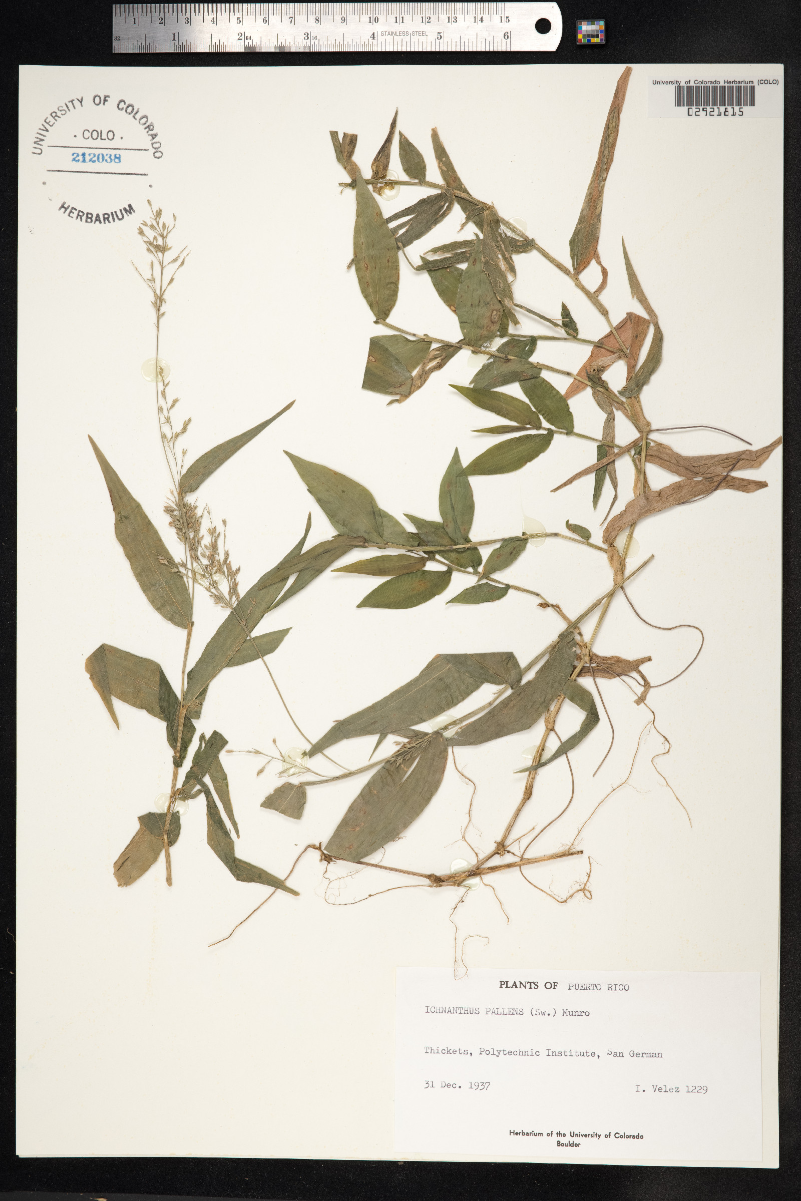 Ichnanthus pallens image