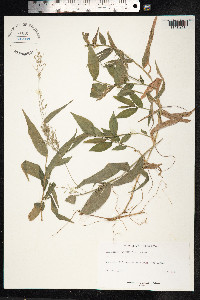 Ichnanthus pallens image