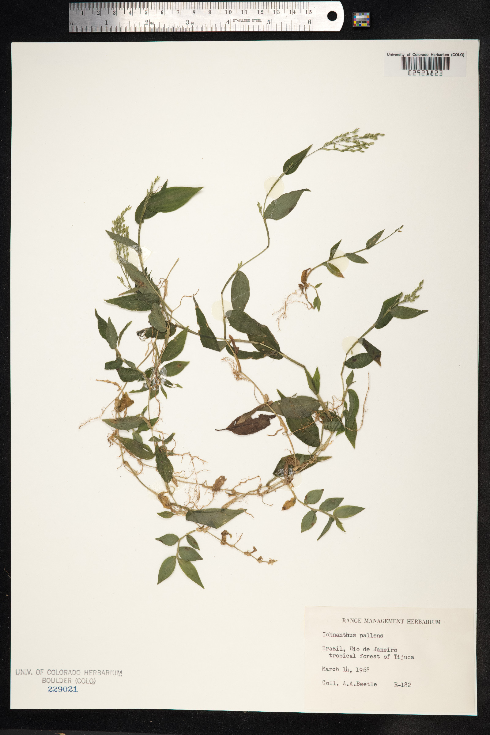 Ichnanthus image