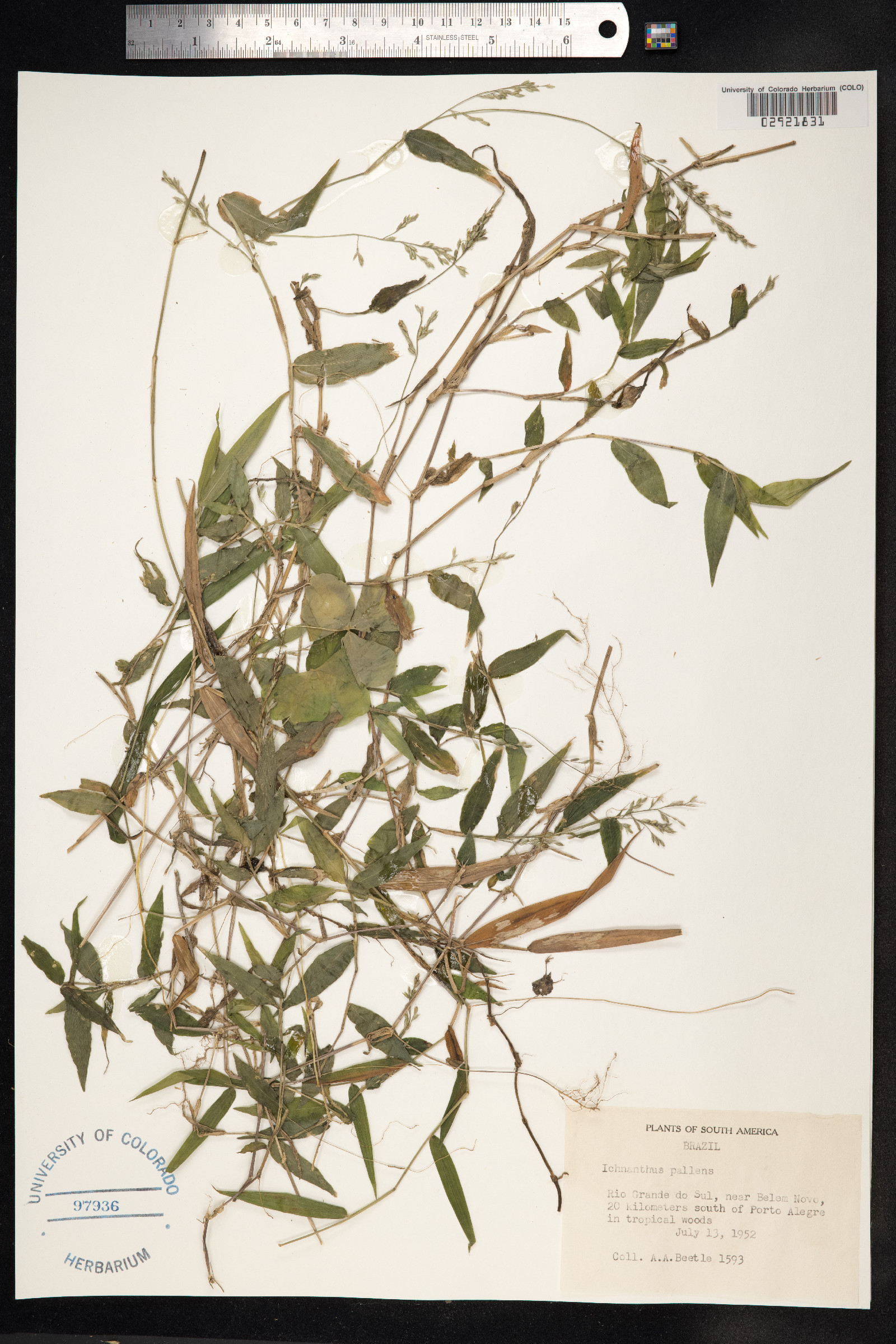 Ichnanthus pallens image