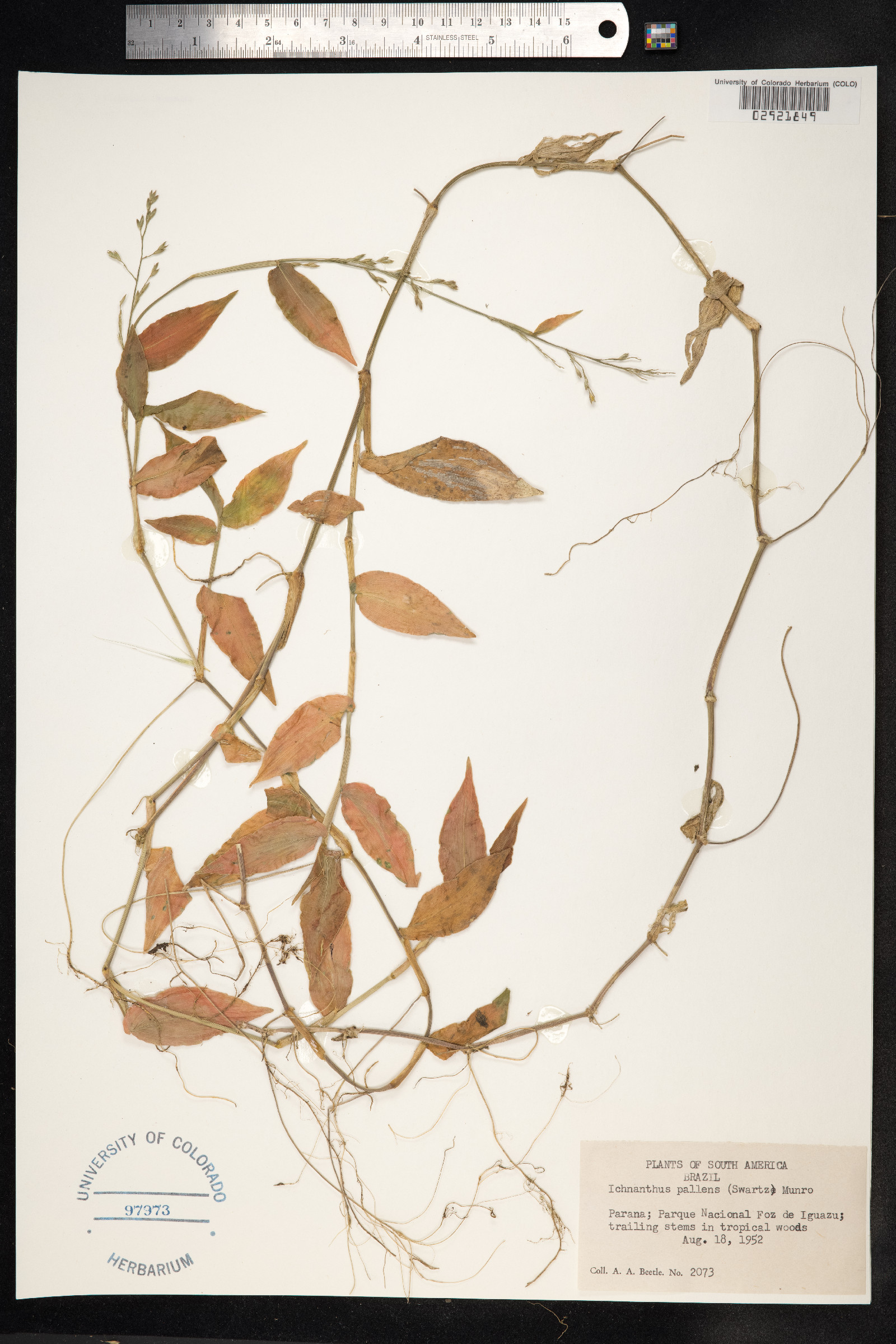 Ichnanthus pallens image