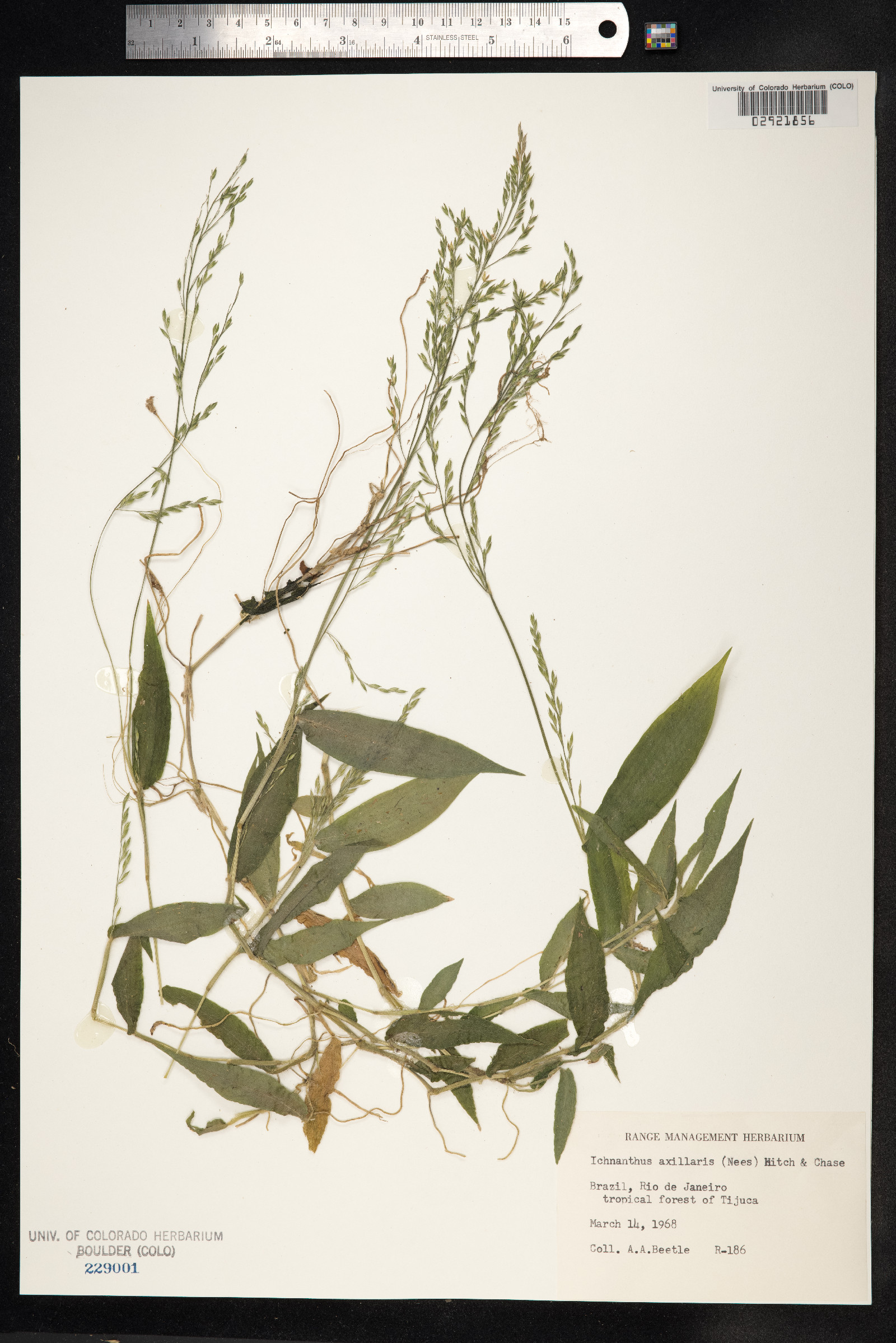 Ichnanthus nemorosus image