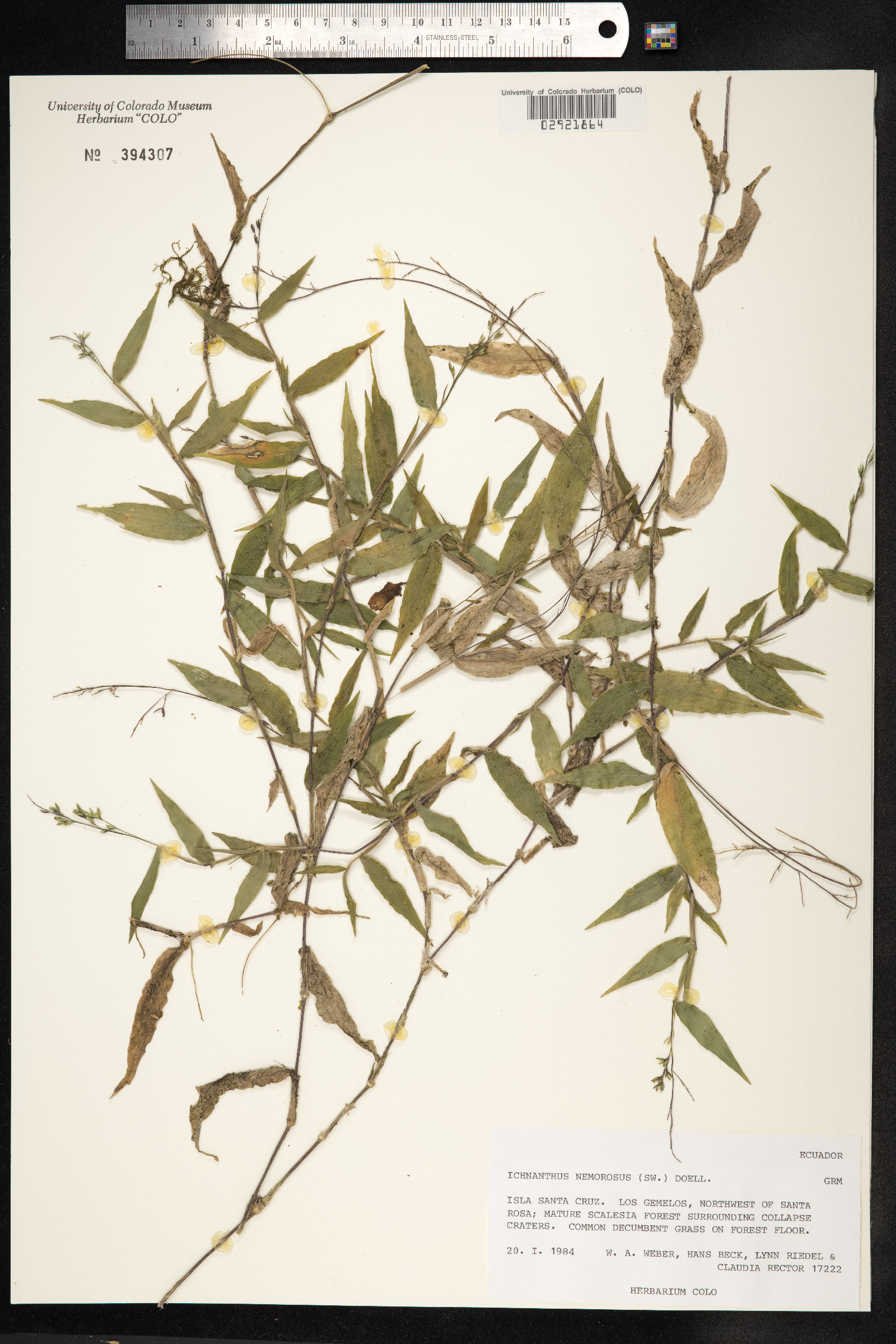 Ichnanthus nemorosus image