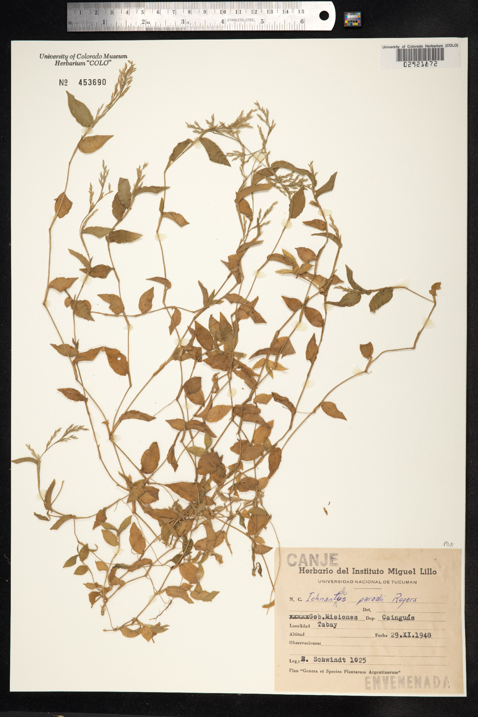 Ichnanthus pallens var. pallens image
