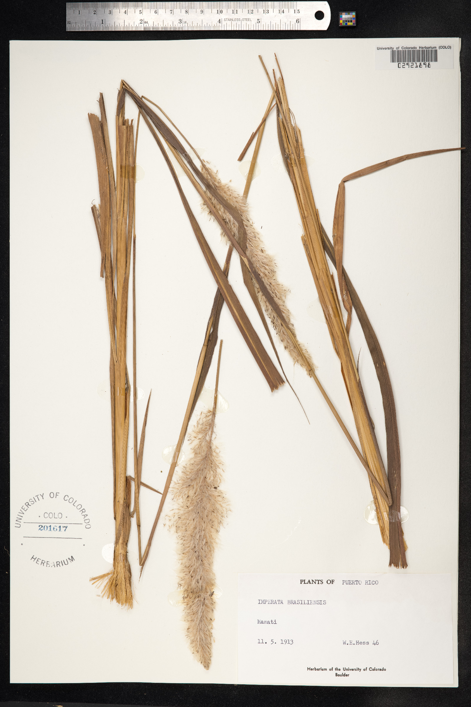 Imperata brasiliensis image