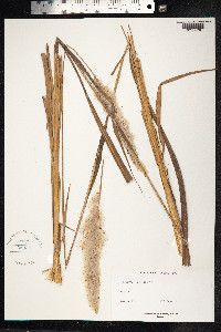 Imperata brasiliensis image