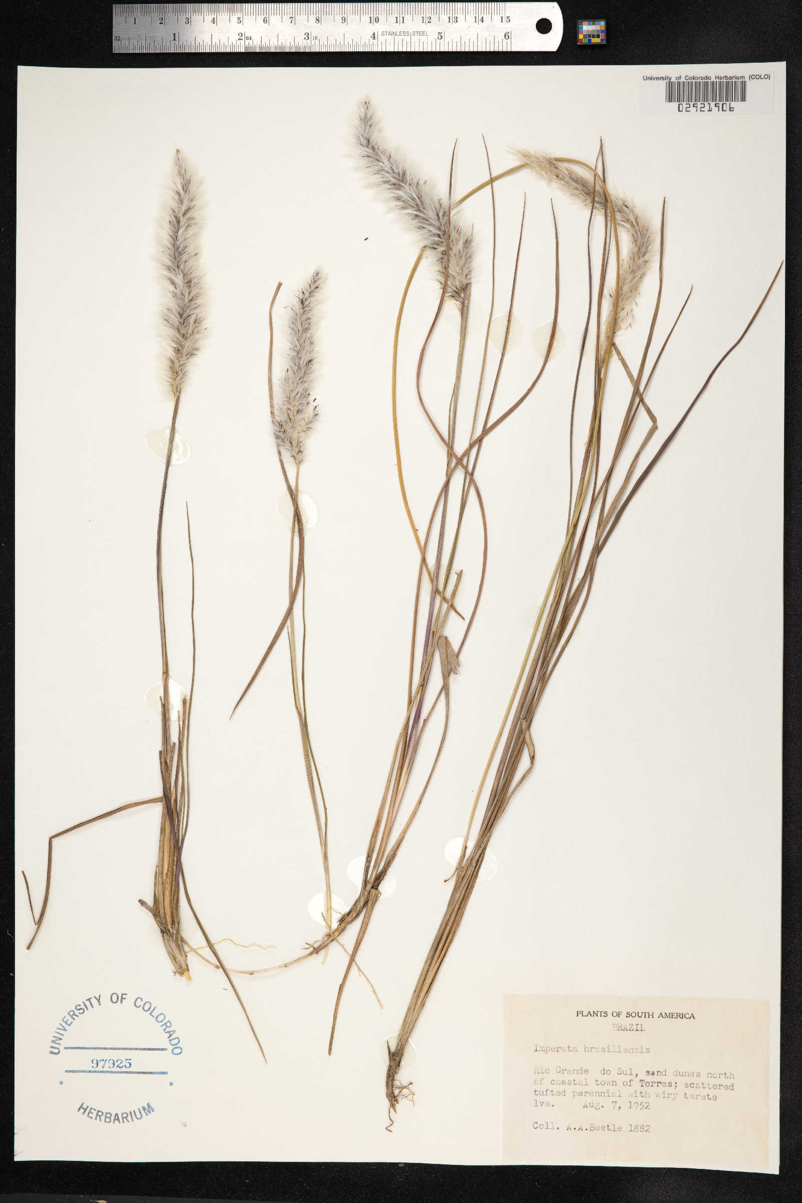 Imperata image