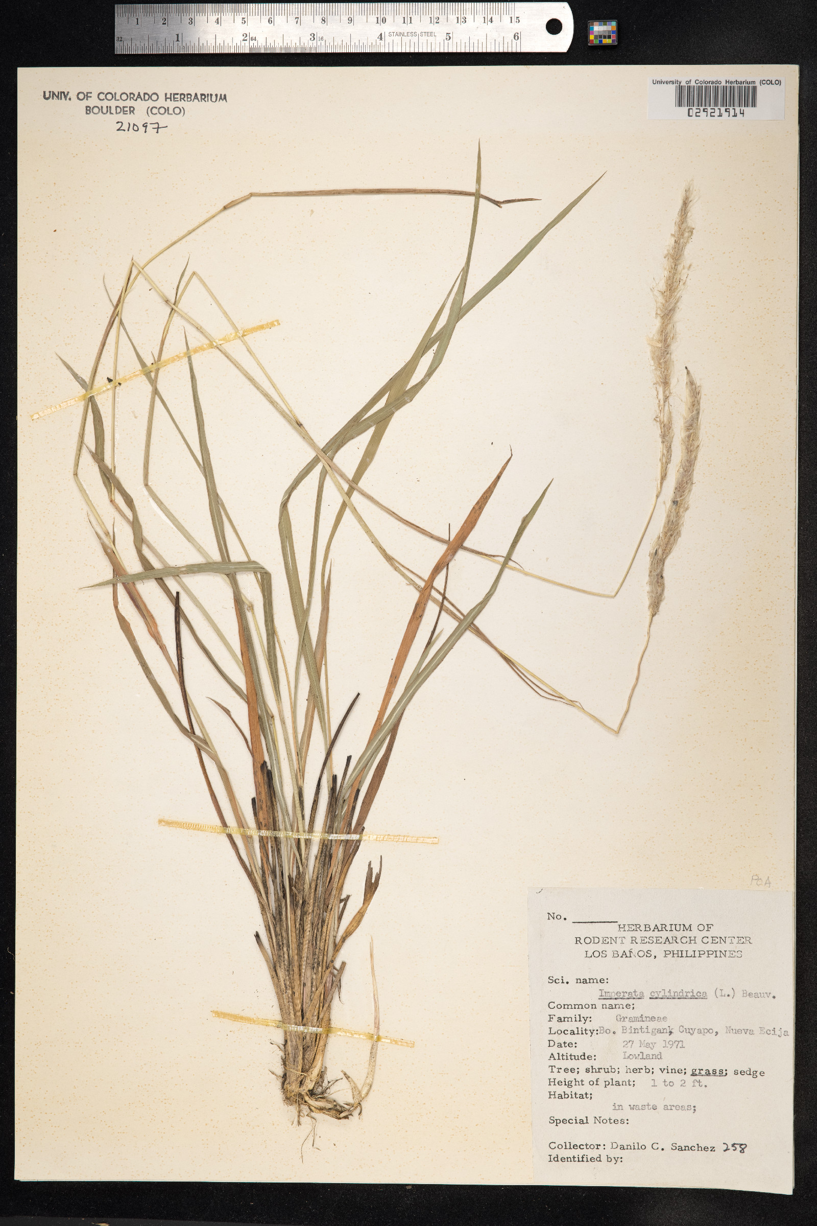 Imperata cylindrica image