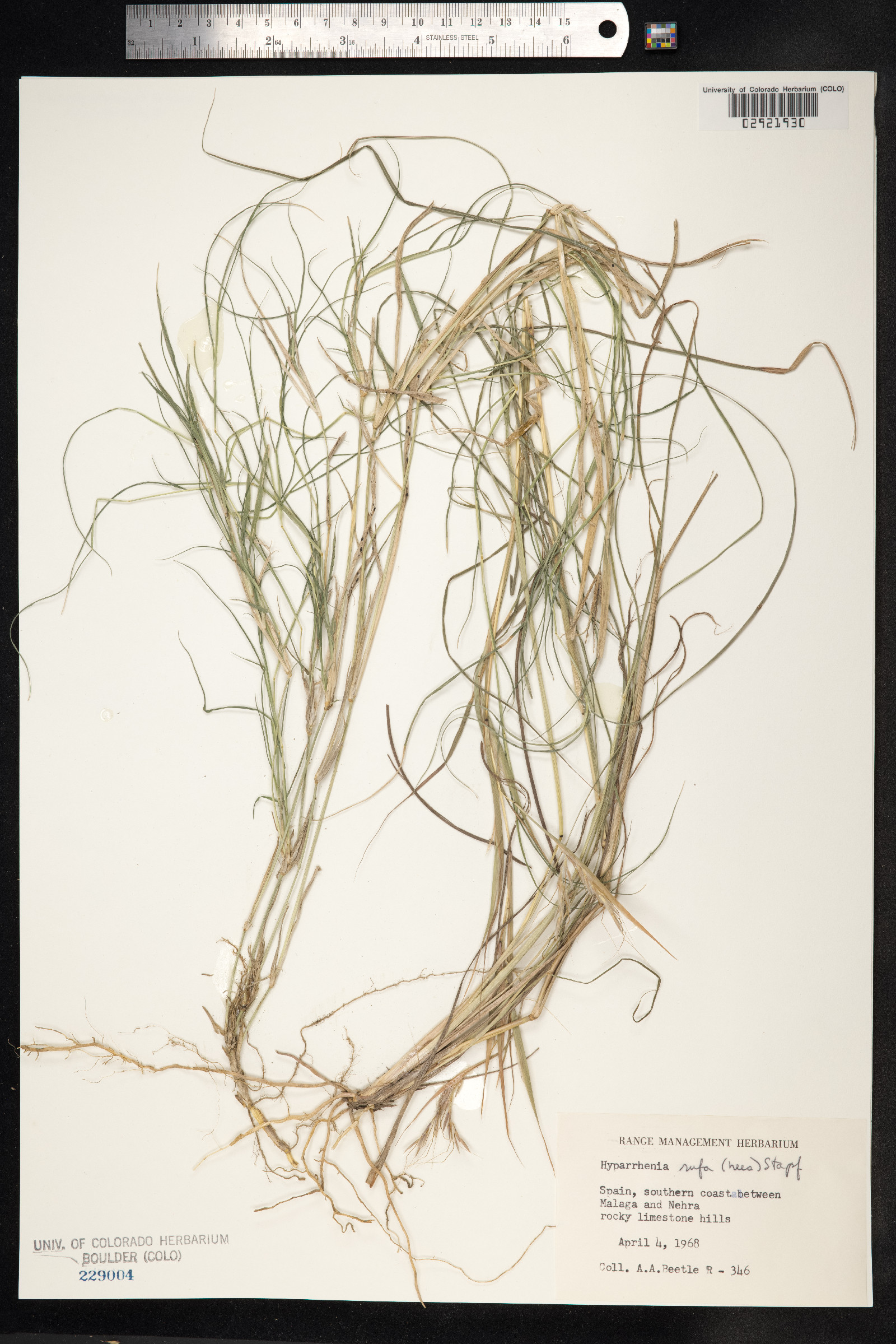 Hyparrhenia rufa image
