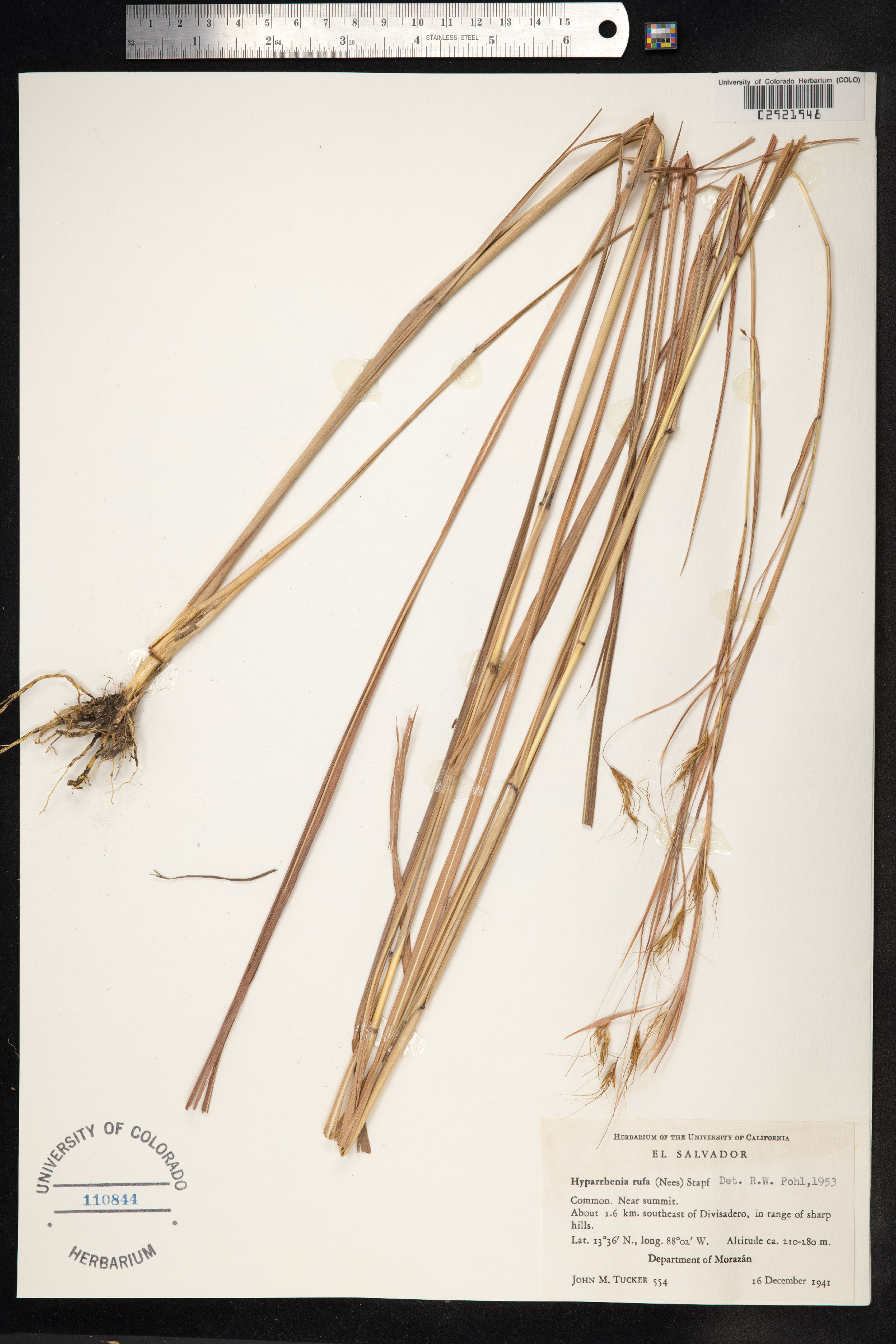 Hyparrhenia rufa image