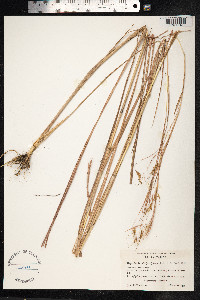 Hyparrhenia rufa image
