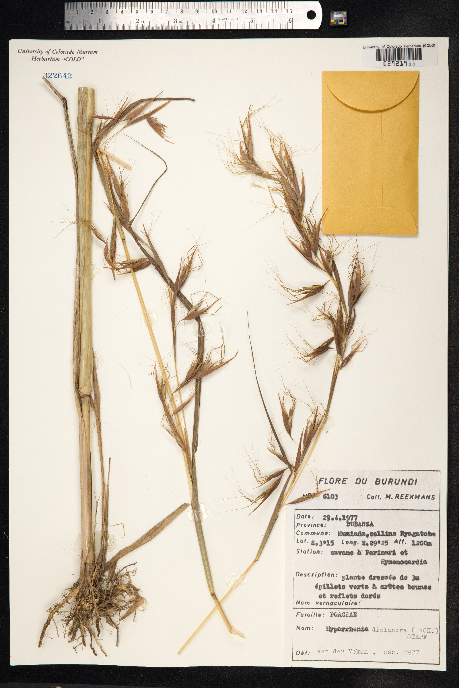 Hyparrhenia diplandra image