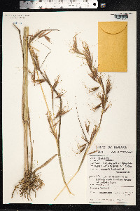 Image of Hyparrhenia diplandra
