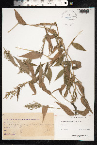 Ichnanthus pallens image