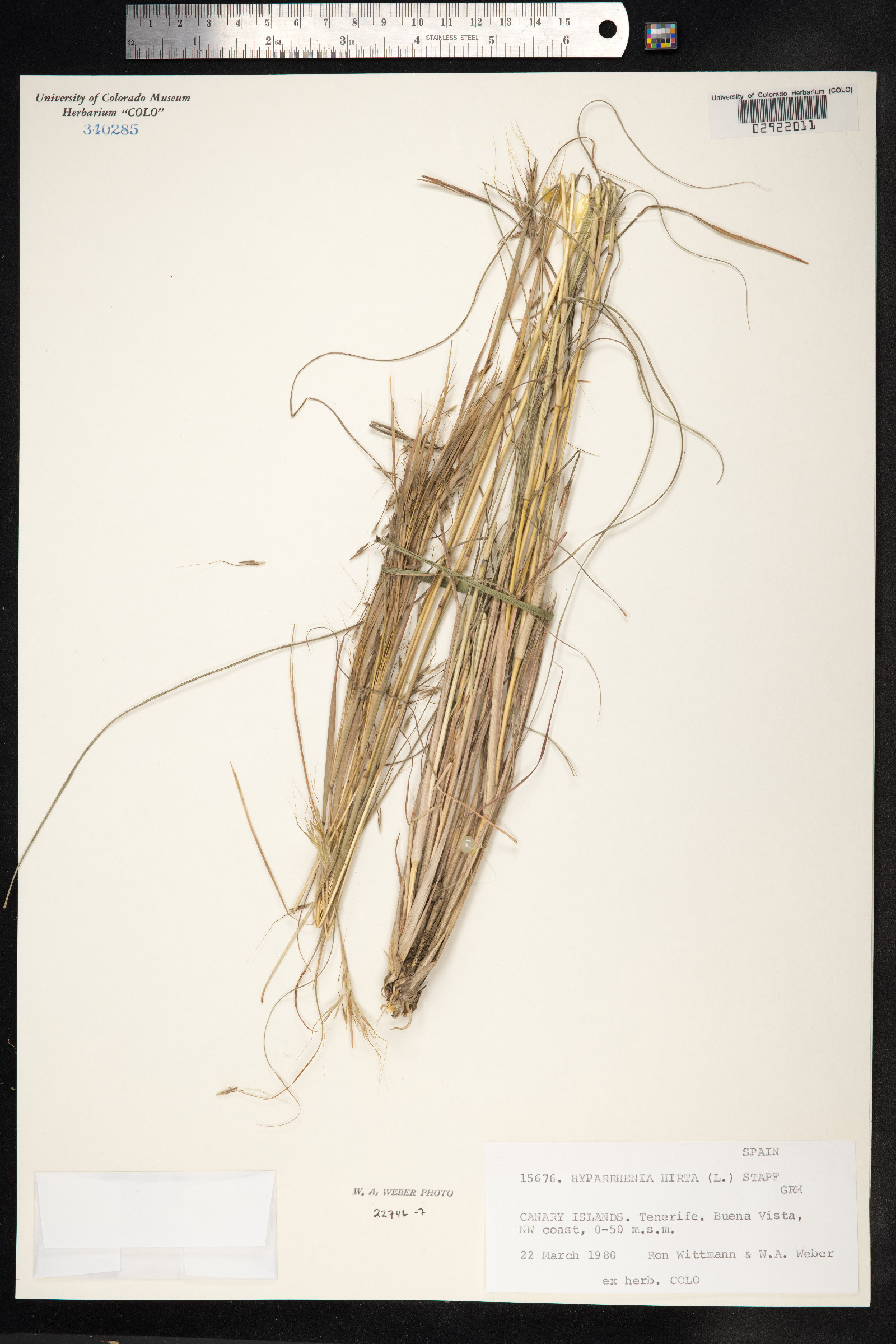 Hyparrhenia image