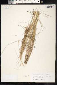 Hyparrhenia hirta image