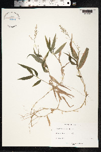 Ichnanthus pallens image