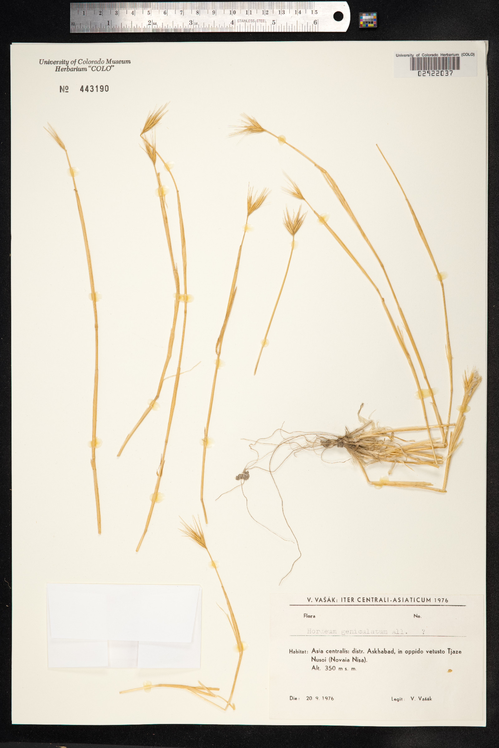 Hordeum marinum image