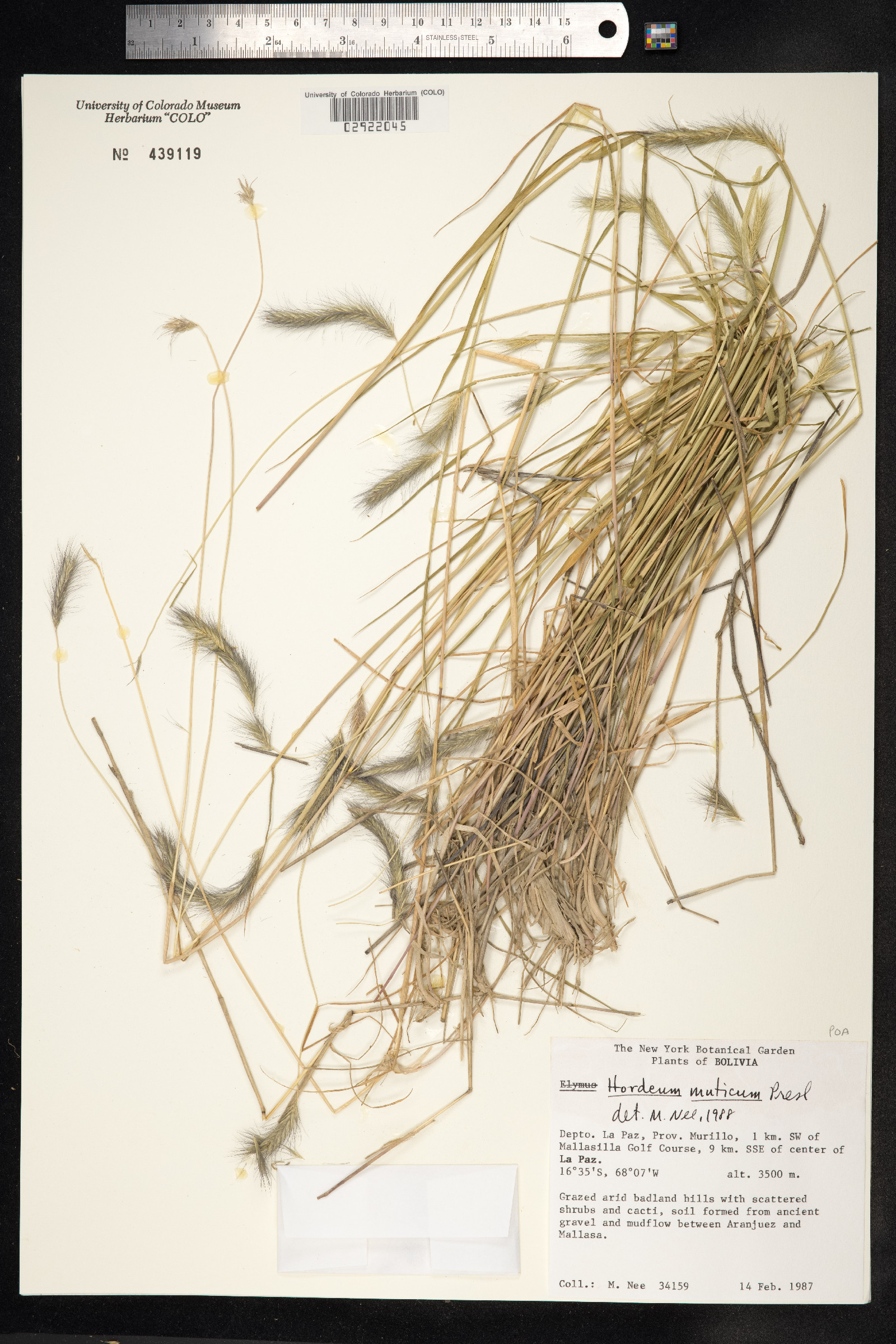 Hordeum muticum image