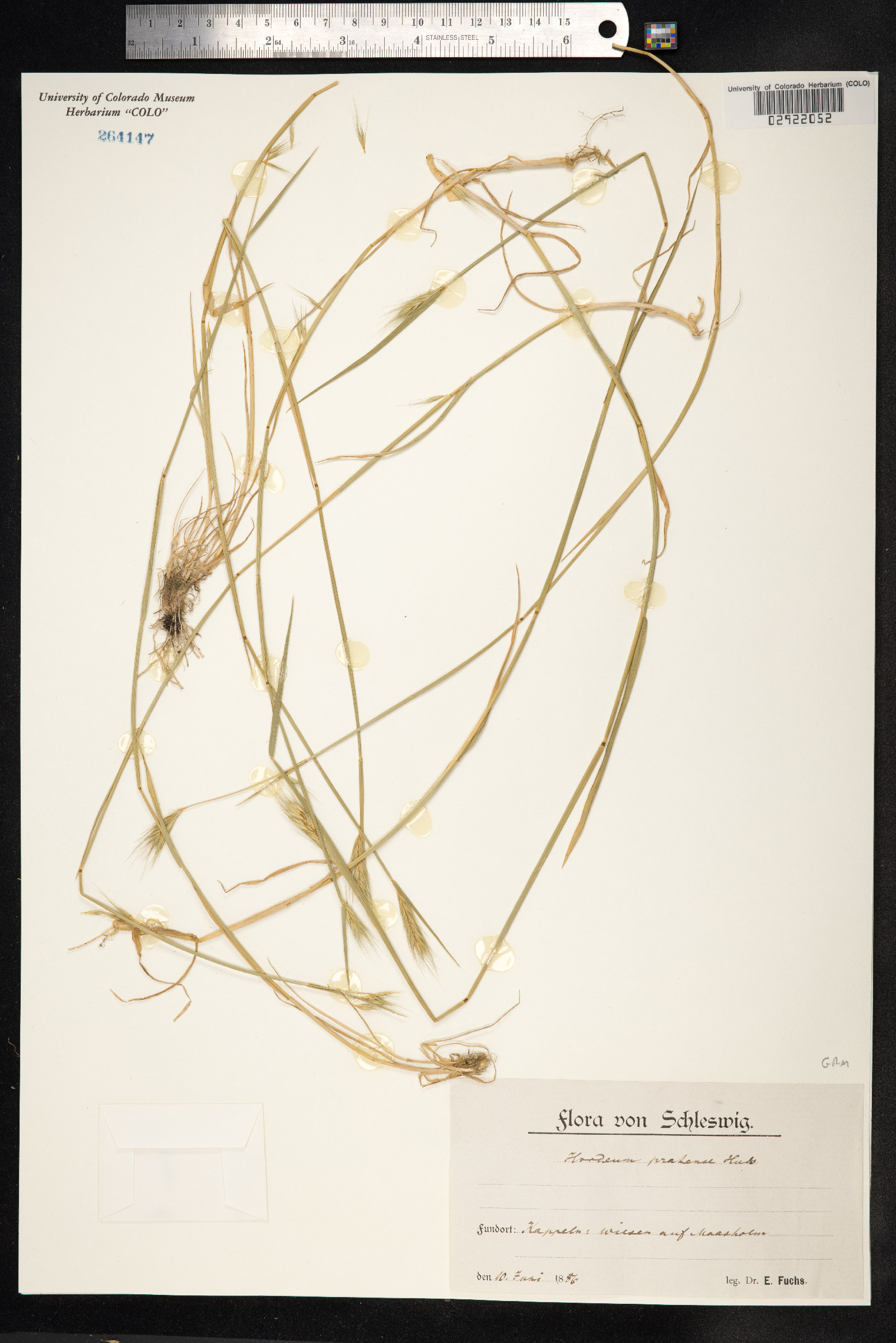Hordeum secalinum image