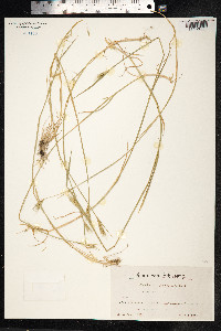 Image of Hordeum secalinum