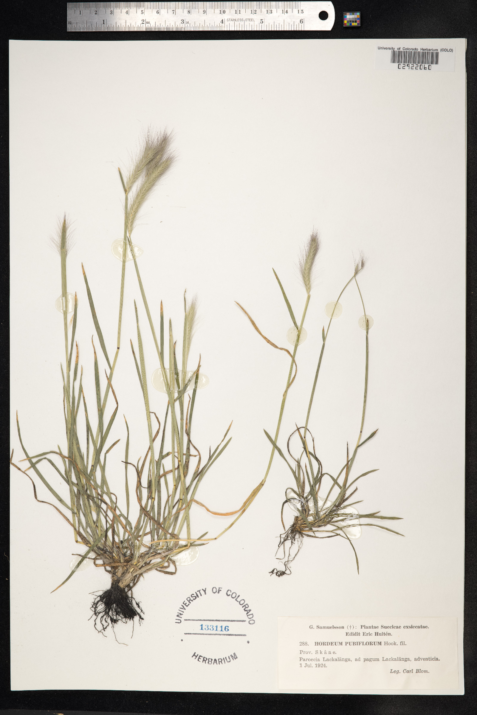 Hordeum pubiflorum image