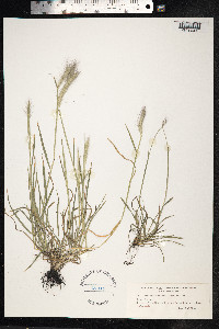 Image of Hordeum pubiflorum