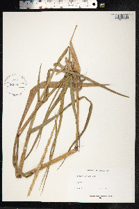 Hymenachne amplexicaulis image