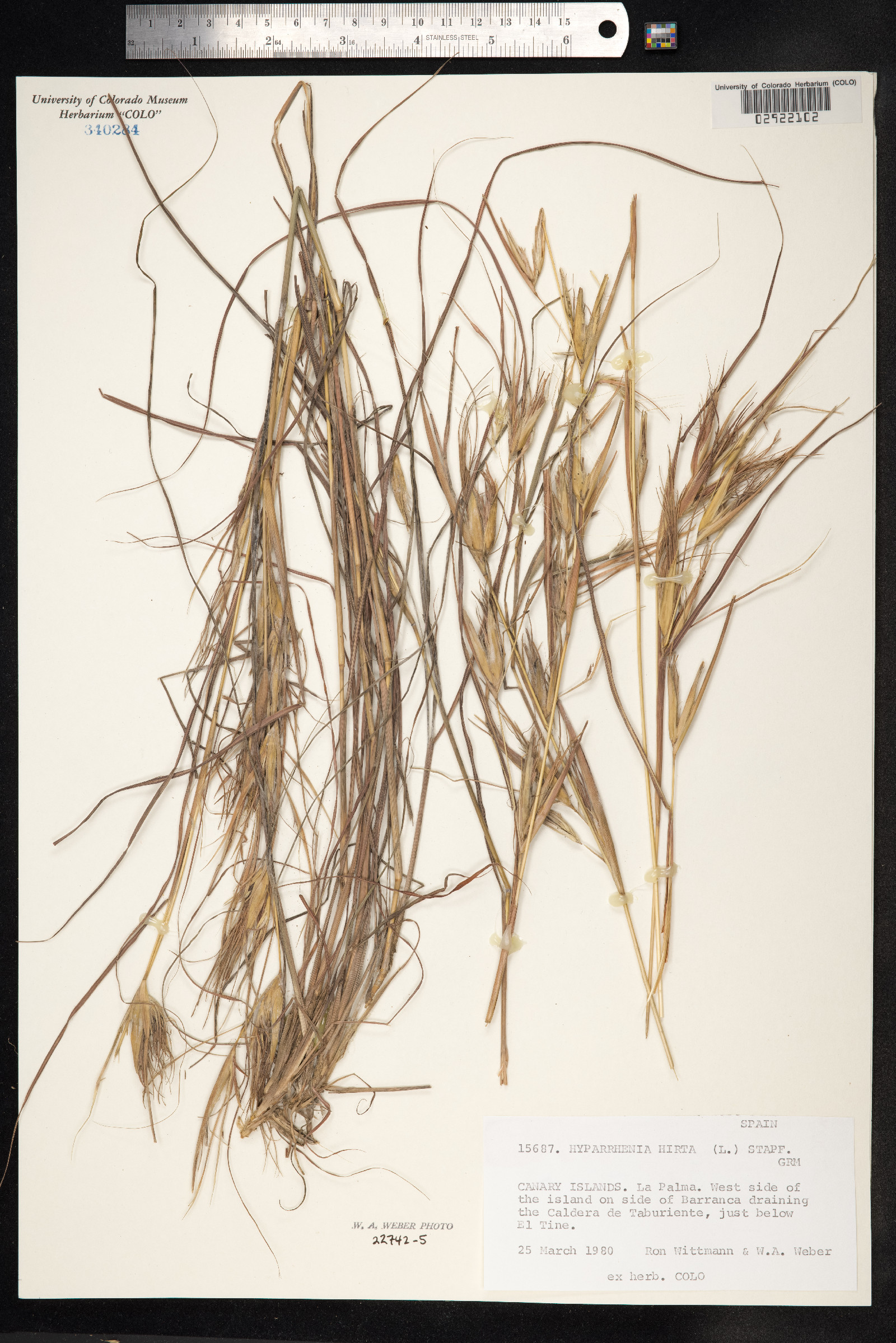 Hyparrhenia image